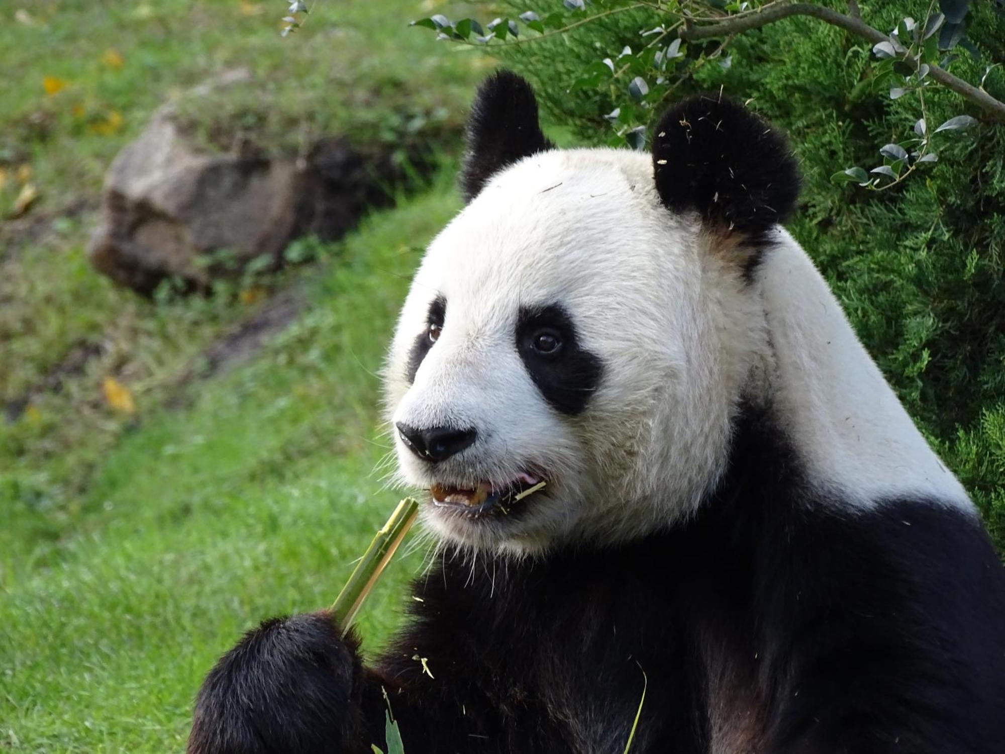 Trainefeuilles - Chambres D'Hotes Proche Zoo De Beauval Le Controis-en-Sologne Luaran gambar