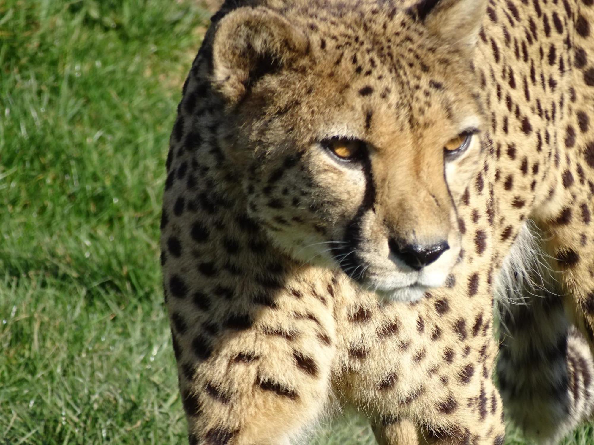 Trainefeuilles - Chambres D'Hotes Proche Zoo De Beauval Le Controis-en-Sologne Luaran gambar